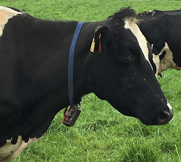 Cow Monitoring with GPS Collar
