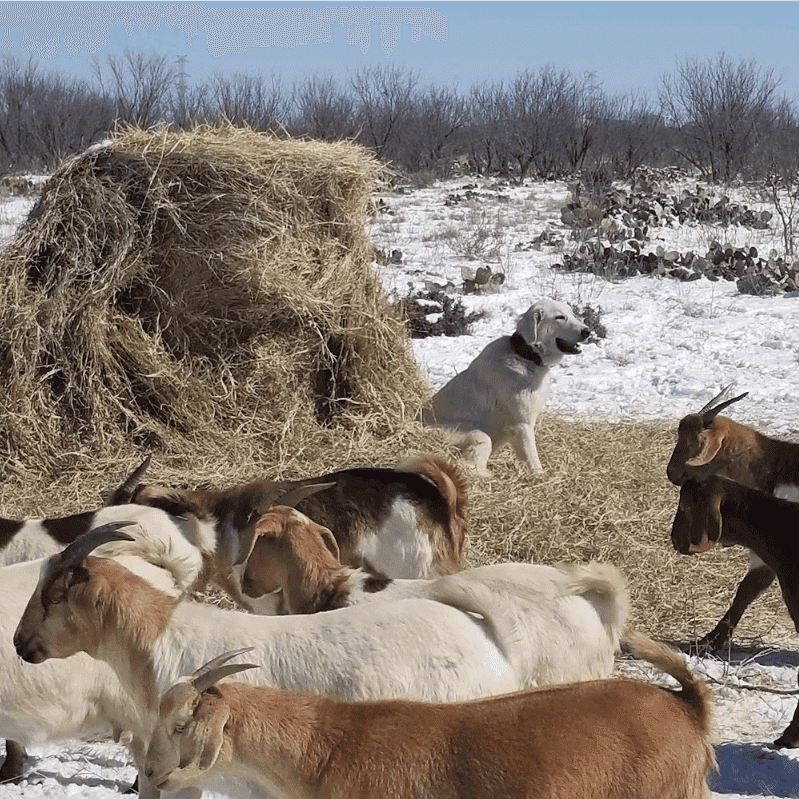 Livestock Guardian Dog with its herd wearing an Oyster tracker.